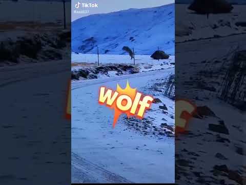 Youtube: Zäune gegen Wölfe LOOOOOOOOOOOL