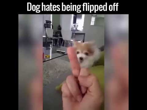 Youtube: Little Angry Dog Vs  The Middle Finger