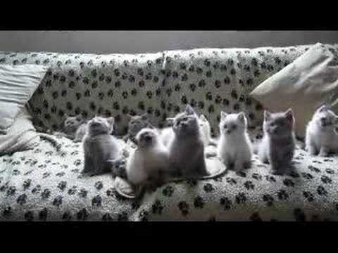 Youtube: Techno Kittens