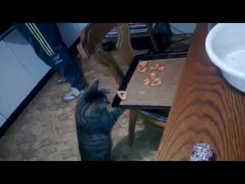 Youtube: Katze klaut ein Weihnachtskeks / Cat steals cake