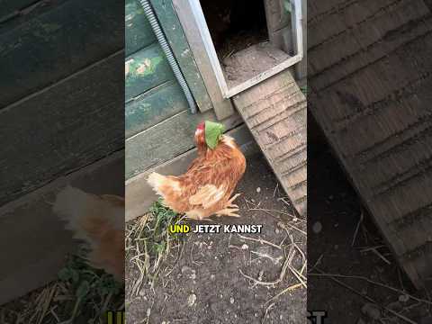 Youtube: Mit einem Blatt ein Huhn fangen?😱🍃🐓 #hühner #blatt #laub #landwirtschaft #gutzuwissen #huhn#natur