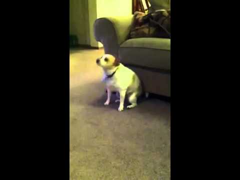 Youtube: Shake that ass for me - Dancing dog