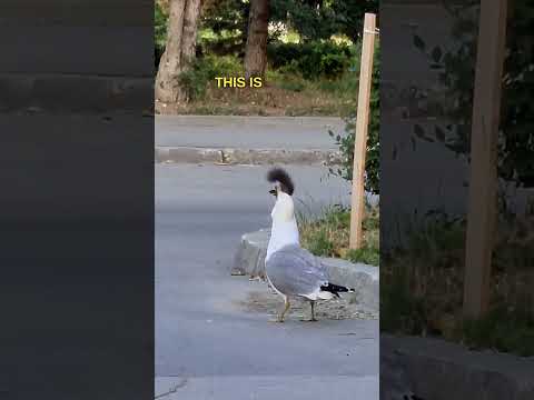 Youtube: Greedy Seagull - Ozzy Man Quickies