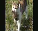 Youtube: Cat Hunting rat