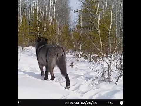 Youtube: GIANT 200lb+ 🤨 Timber Wolf Caught on Camera! TRAIL CAMERA | THE OFF GRID HUNTER