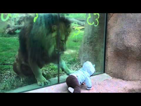 Youtube: Lion trying to attack baby at zoo
