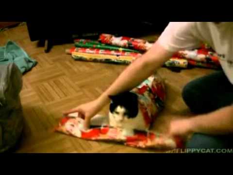 Youtube: Wie man seine Katze richtig als Geschenk verpackt