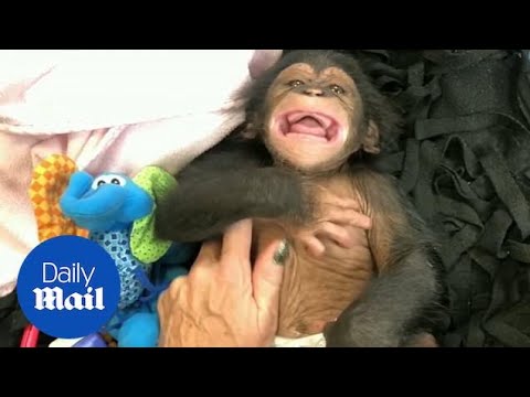 Youtube: Baby chimp laughs for the first time in adorable video