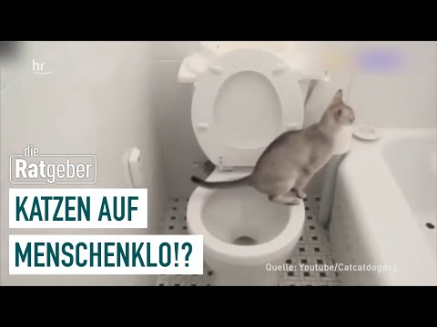 Youtube: Sollten Katzen auf Menschenklos gehen? | Die Ratgeber