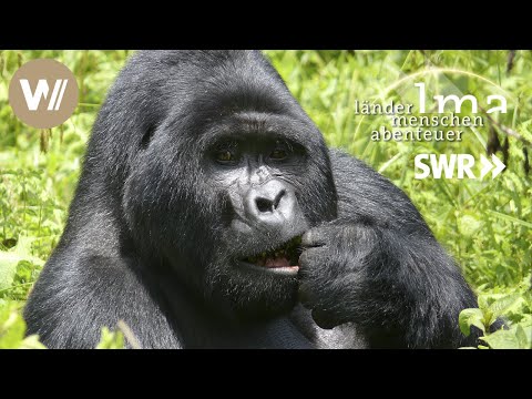 Youtube: Berggorillas | Ugandas sanfte Riesen - Länder Menschen Abenteuer (SWR)