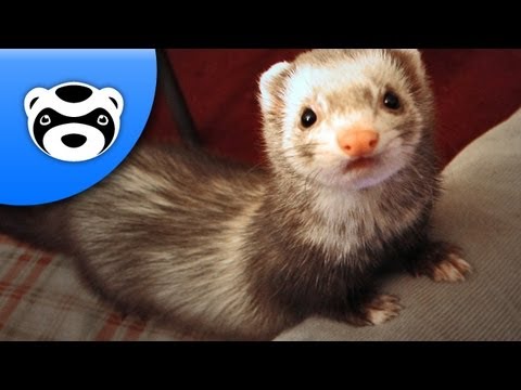 Youtube: Cute Ferret steals slippers