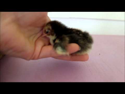 Youtube: Newborn baby chick just wants to be held