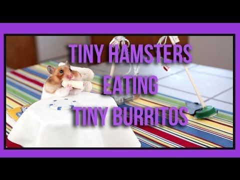 Youtube: Ep. 1 - Tiny Hamster Eating Tiny Burritos