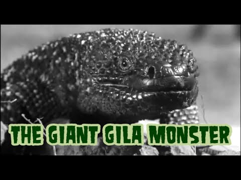 Youtube: The Giant Gila Monster - horror movie 1959 (widescreen, complete)