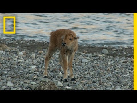 Youtube: Baby Bison Takes on Wolf and Wins | America's National Parks