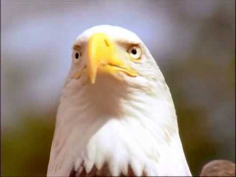 Youtube: Flight of an Eagle