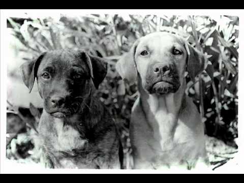 Youtube: HVOB - Dogs (Oliver Koletzki Remix)