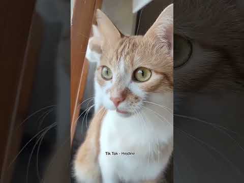 Youtube: Mietze Katze meldet sich wieder