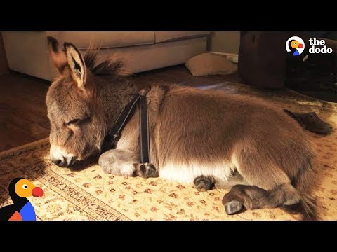 Youtube: Tiny Donkey Thinks He's Actually A Dog  | The Dodo