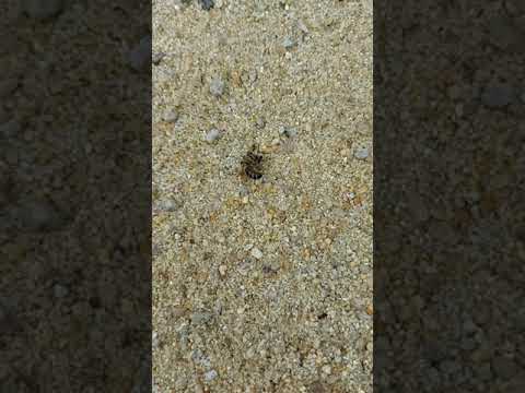 Youtube: Ameisen gegen Biene