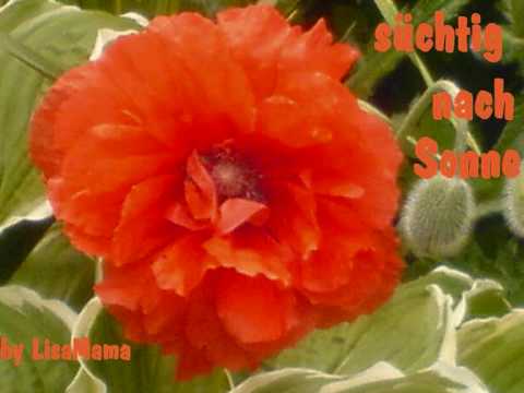 Youtube: Roter Mohn / Günther Stern