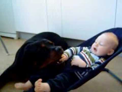 Youtube: Gibson is gone 1/7-08,R.I.P, Rottweiler&baby the real side of Rottweilers friendlines