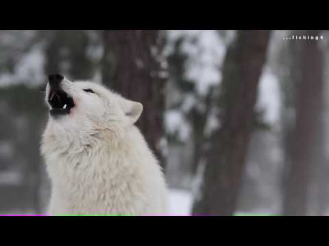 Youtube: Howling Wolves - Heulende Wölfe