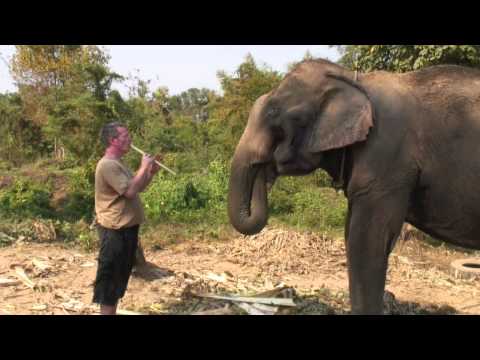 Youtube: Music for an Elephant - Thailand