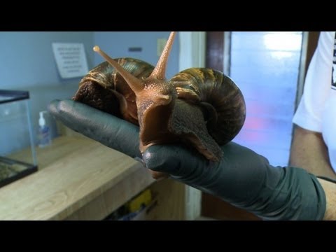 Youtube: Invasion der Riesenschnecken in Florida