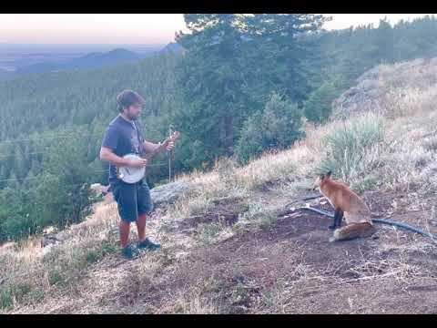 Youtube: Playing banjo for a wild fox! He came back for an encore! Titled "Aesop Mountain" and streaming now!