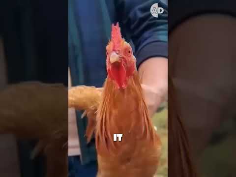 Youtube: A Chicken’s Head Works Better Than a Camera Stabilizer!