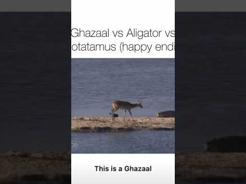 Youtube: Ghazaal vs Aligator vs Hippo