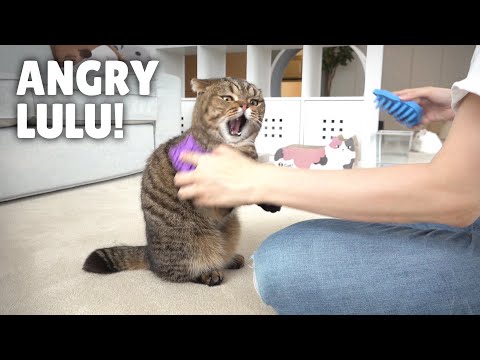 Youtube: LuLu Got Revenge on the Hair Brushes! | Kittisaurus