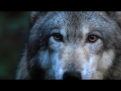 Youtube: DANCES WITH WOLVES - Leo Rojas: Der mit dem Wolf tanzt