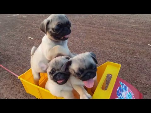 Youtube: All Aboard the Puppy Train! || ViralHog