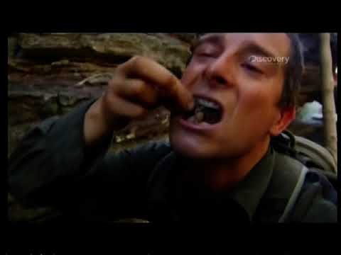 Youtube: Bear Grylls Eats A Hunstman Spider In Australia