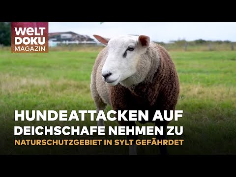 Youtube: BEDROHTE SCHAFE AUF SYLT: Kampf gegen blutige Hundeattacken im Naturschutzgebiet |WELT Magazin Doku