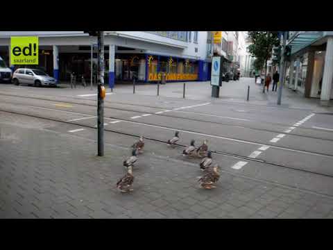 Youtube: german ducks stop on red light an go on green lights Enten Saarbrücken