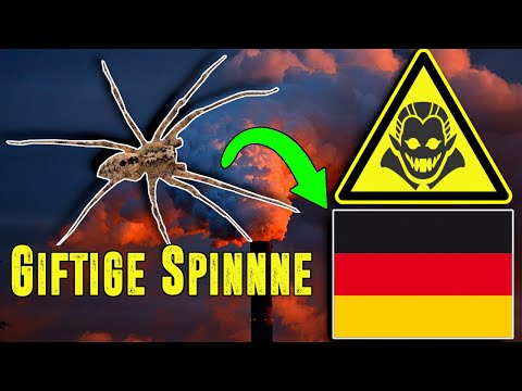 Youtube: 💥Invasion: NOSFERATU SPINNE in Deutschland💥