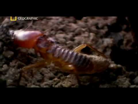 Youtube: Matabele ants vs termite soldiers