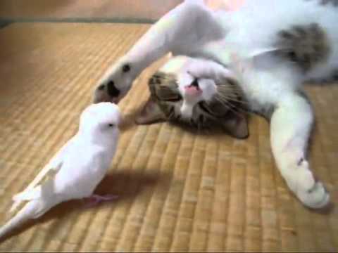 Youtube: cat playing with a bird, really very cool