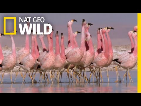 Youtube: These Flamingos Have Sweet Dance Moves | Wild Argentina
