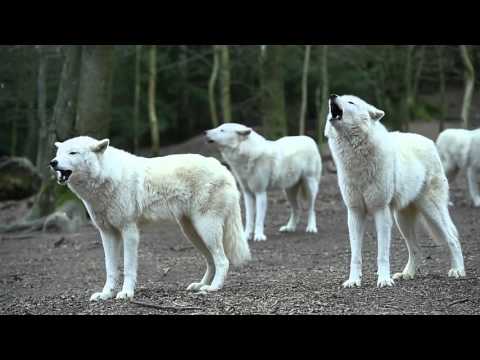 Youtube: Howling Wolves