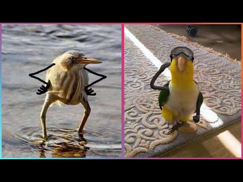 Youtube: Birds with Arms being the Funniest Thing Ever ▶2 @LeopARTnik