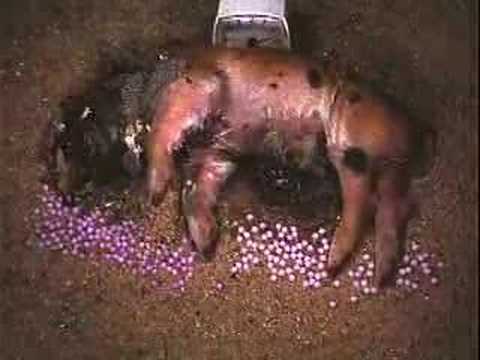 Youtube: Decomposition of a Baby Pig