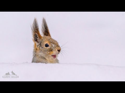 Youtube: Finnish Red Squirrels in the Snow