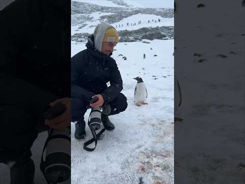 Youtube: Penguin not sure what humans are doing at the ICE WALL 🇦🇶