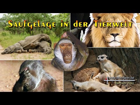 Youtube: Saufgelage in der Tierwelt