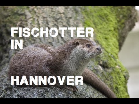 Youtube: Fischotter in Hannover an der Leine