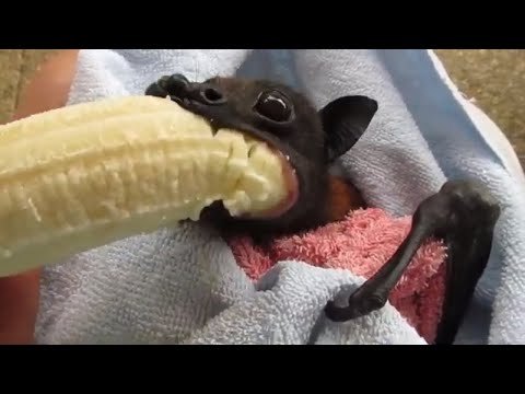 Youtube: 'He's Cranky': Rescued Bat Enjoys Banana